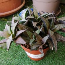 Una foto de Haworthia venosa subsp. tessellata