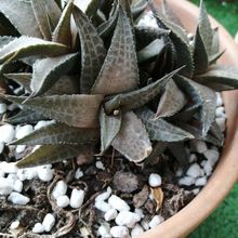 Una foto de Haworthia venosa subsp. tessellata