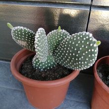 Una foto de Opuntia microdasys fma. albispina