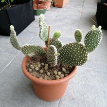 Una foto de Opuntia microdasys fma. albispina