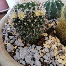 Photo of a cactus currently being identified