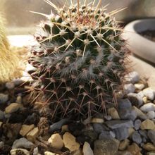 Photo of a cactus currently being identified