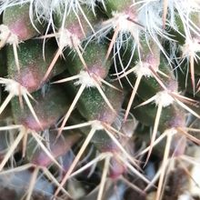 Photo of a cactus currently being identified