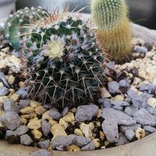Photo of a cactus currently being identified