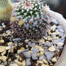 Photo of a cactus currently being identified