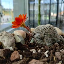 A photo of Rebutia heliosa