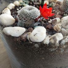 A photo of Rebutia heliosa
