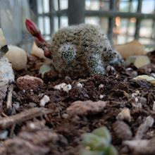 A photo of Rebutia heliosa