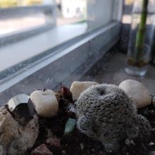 A photo of Rebutia heliosa