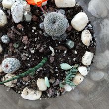 A photo of Rebutia heliosa