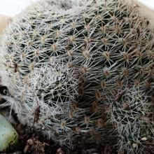 A photo of Rebutia heliosa