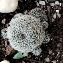 A photo of Rebutia heliosa