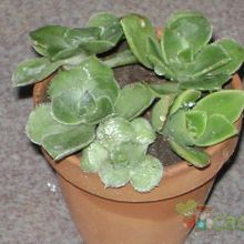 A photo of Aeonium haworthii