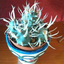 A photo of Tephrocactus articulatus fma. papyracanthus