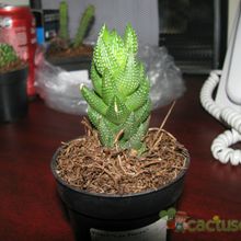 A photo of Haworthia coarctata