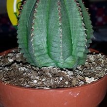 A photo of Euphorbia cv. Willian Denton