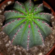 A photo of Euphorbia cv. Willian Denton