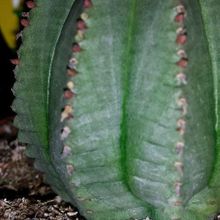 A photo of Euphorbia cv. Willian Denton