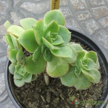 A photo of Aeonium haworthii