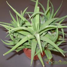 A photo of Haworthia attenuata var. radula