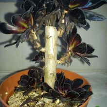 A photo of Aeonium arboreum cv. artropurpureum