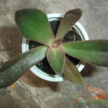 Una foto de Echeveria racemosa