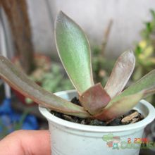 Una foto de Echeveria racemosa