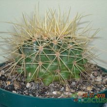 Una foto de Echinocactus grusonii