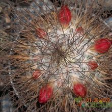 Una foto de Mammillaria rekoi subsp. leptacantha