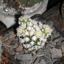 Una foto de Mammillaria gracilis cv. Arizona Snowcap