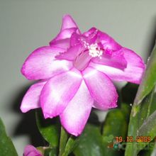 Una foto de Schlumbergera orssichiana cv. singapore