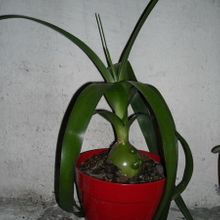 A photo of Albuca bracteata