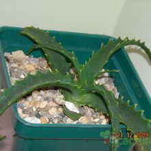 A photo of Aloe arborescens