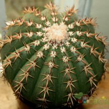 A photo of Melocactus zehntneri