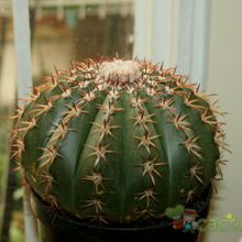A photo of Melocactus zehntneri