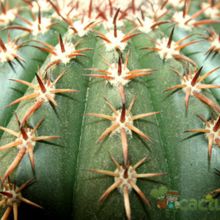 A photo of Melocactus zehntneri