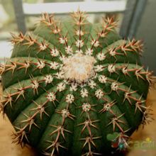 A photo of Melocactus zehntneri