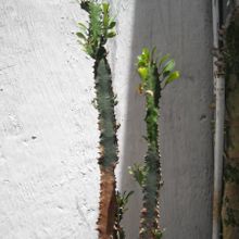 A photo of Euphorbia trigona