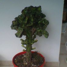 A photo of Euphorbia lactea fma. crestada