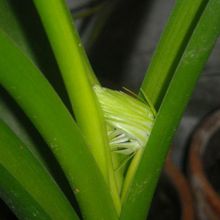 A photo of Albuca bracteata