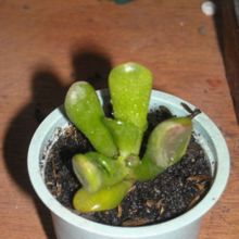 Una foto de Crassula ovata cv. hobbit