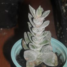 Una foto de Lenophyllum guttatum