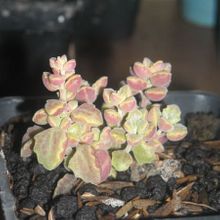 Una foto de Plectranthus prostratus