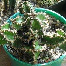 Una foto de Euphorbia avasmontana