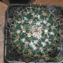 A photo of Coryphantha salinensis