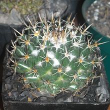A photo of Coryphantha salinensis