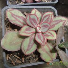 Una foto de Echeveria nodulosa
