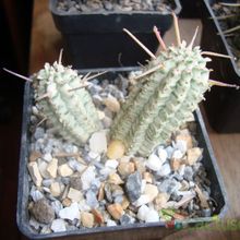 Una foto de Euphorbia mammillaris fma. variegada