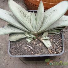 Una foto de Gasteria gracilis f. variegata