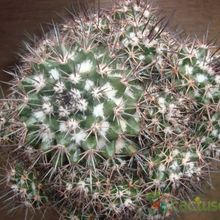 Una foto de Mammillaria voburnensis subsp. collinsii